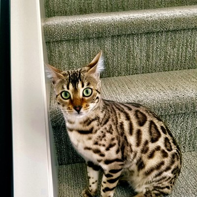 This is our grandkitty, Zo&euml;. She&#146;s 10 months full of curiosity and cuteness! Photo taken at our son and his wife&#146;s house in Washougal, WA on 3-10-19 by Sue Young.