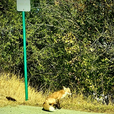 "Waiting for Pullman Transit?"  A local red fox rests near a street sign on NW Ritchie Street in Pullman as photographed by Mark Bosold in September.