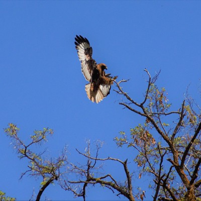 Just outside Clarkston this Red-tailed Hawk was seen landing on a high branch. Shot captured April 28, 2020 by Mary Hayward.