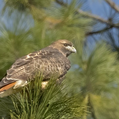 While I was focusing on photographing Bald Eagles at Lake Coeur D'Alene, there are other great opportunities that one doesn't want to miss. This Red-tailed Hawk stopped in a nearby tree and provided a great opportunity for a photograph. This was taken by Dave Ostrom on 11/21/2020 near Higgins Point, Lake Coeur D'Alene, Idaho.