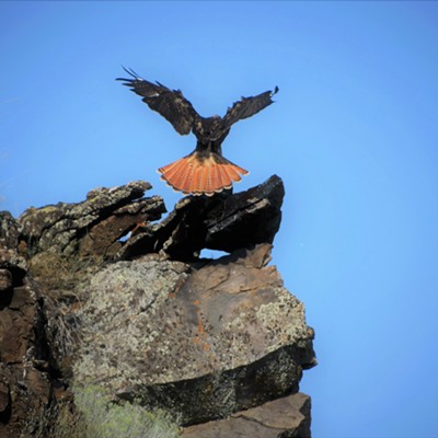 This red tailed hawk was going in for a landing on a very high perch. Mary Hayward  of Clarkston captured this shot August 26, 2020 down along Asotin Creek.