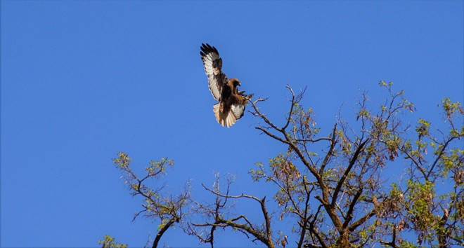Red- tailed Hawk