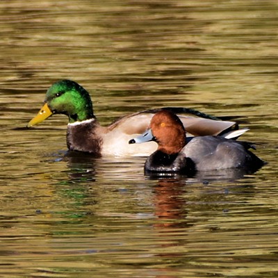 Redhead and Mallard Drakes