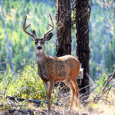 This buck was spotted on the ridge line of the Blue Mountains Mary Hayward of Clarkston captured this shot August 21, 2020.
