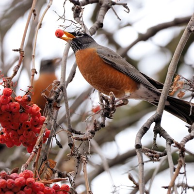 Robins and berries