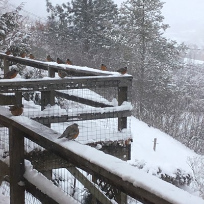 Robins on my back deck in Moscow, Idaho. Photo taken by Gina Gormley on Feb. 11, 2019.