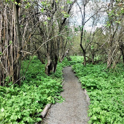 Rose Creek Nature Preserve