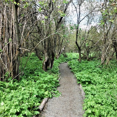 Spring is late to arrive at the Rose Creek Nature Preserve.  It is located about 10 miles northwest of Pullman, Washington on May 10, 2022.  Courtesy of Keith Gunther