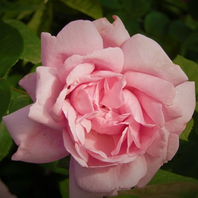 Picture of a rose
