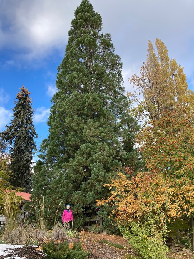 Ruby Valentine stands by her Sequoiadendron giganteum at her home on Hayes Street in Moscow on November 10.