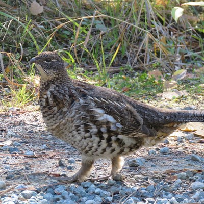 A female Ruffed Grouse struts her stuff along Road 250, on the North Fork Ranger District. Le Ann Wilson photographed the pretty birdie on October 16.