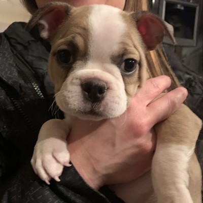 Meet our new puppy! Pearl is half Boston Terrier, half French Bulldog and is only 8 weeks old.