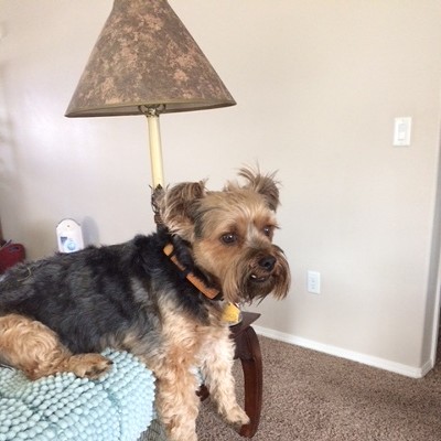 Picture taken at home on February, 2017, by Gayle Favor of Scamp, a 7-year-old Yorkie watching the cook from atop the easy chair.