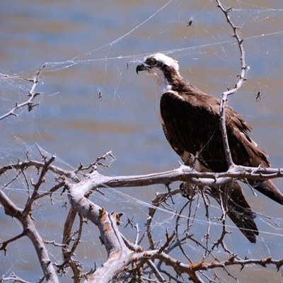 Unfazed by spiders, an osprey watches over the Snake River about five miles south of Asotin. Photo by Stan Gibbons of Lewiston on 8/18/2016.