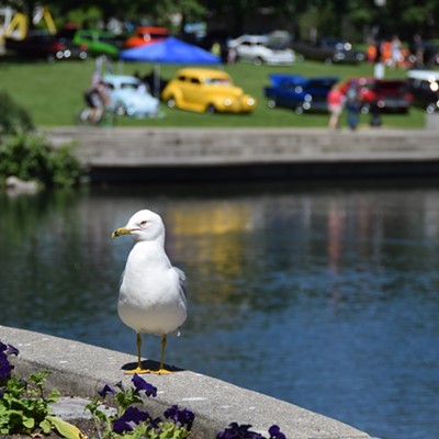 June 4, 2016 at Riverfront Park, a seagull and cars in a show and shine. Photographer Mary Hayward of Clarkston