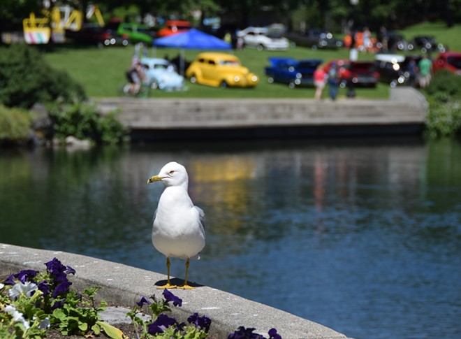 Seagull at Riverfront Park