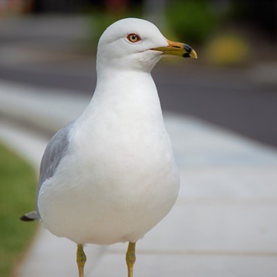 We visited Riverfront Park and captured this Seagull that didn't mind posing for a picture. May 24, 2018 by Mary Hayward.