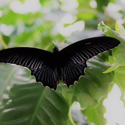Seattle Butterfly