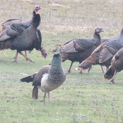 A pretty peahen runs a-fowl with a flock of wild turkeys.  Le Ann Wilson of Orofino spied the feathered friends traveling together a few miles south of Elk River.  The bird shot was taken March 16.