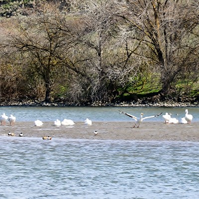 It was so windy the day I checked on these Pelicans at Swallows Nest Park that they were not very active except one that decided to fly a short distance to the water.
By Jerry Cunnington  4/2/22.