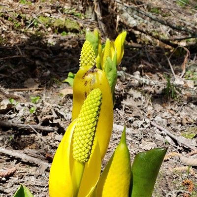 Elisabeth Brackney took this image of western skunk cabbage (Lysichiton americanus) flowering along Headwaters Trail on Moscow Mountain on April 20. She could actually smell it before she saw it.
