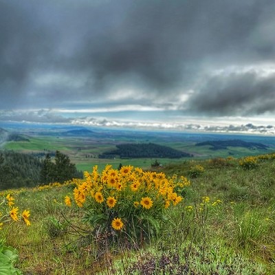 Springtime on skyline over looking the scenic Palouse