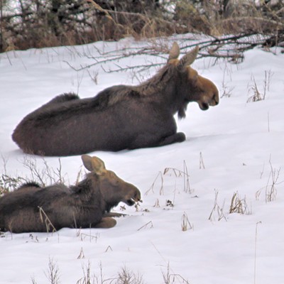 This Mama Moose was napping in the snow, for at least two hours, in Troy, ID. 
She was finally joined by her baby, who also wanted to nap. Photo taken January 9, 2021 by Kristy Scaraglino