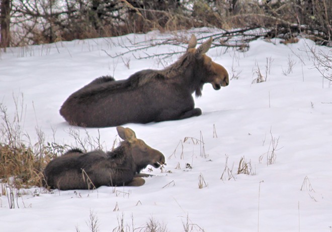 Sleepy Moose Waiting for her Baby