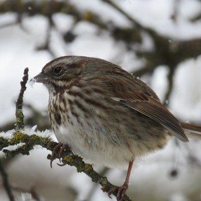 A plump song sparrow takes refuge among snow-covered branches. Le Ann Wilson of Orofino snapped the picture on February 19.