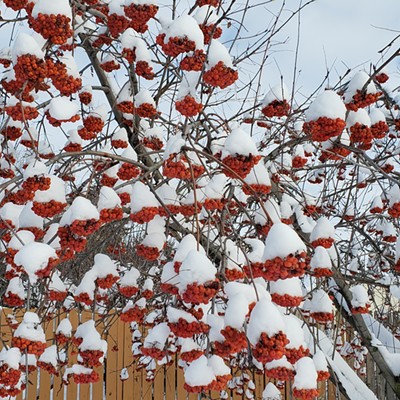 Heavy snowfall on February 17 created little snow caps on each cluster of berries on a mountain ash tree in Moscow.