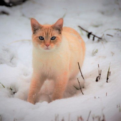 I looked out our window at home and saw this cat slowly walking through the fresh snow. Taken Dec., 22, 2017 by Mary Hayward of Clarkston.