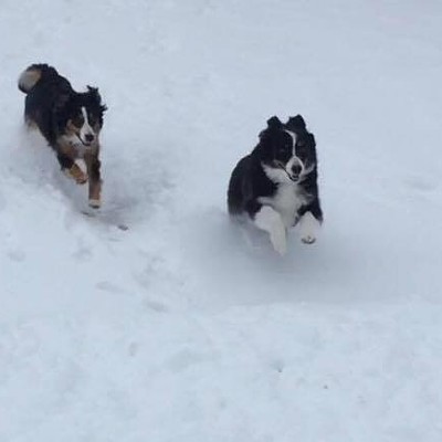 This is how a couple of educator's dogs, 3-year-old Aussies Sylvie and Hattie, spend their first ever snow day. Photo by Scott Funk, taken Dec. 15, 2016 in Lewiston.