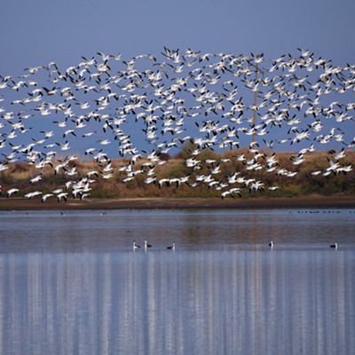 Stan Gibbons photographed migrating snow geese at Mann Lake on 11/15/22.