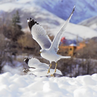 Snow Gull