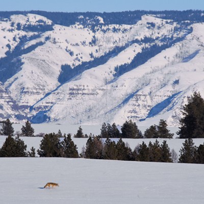 A snowy, late winter picture from last year shows Craig Mountain, Idaho from just south of Anatone, Washington. Photo by Stan Gibbons on March 10, 2019.