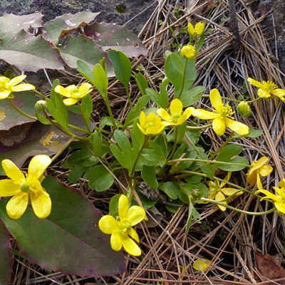 Spring buttercup with many blossoms. Turnbull Refuge March 11. By Sarah Walker