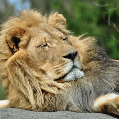 This lion was waking up from his nap at the Seattle Zoo when took. By Jerry Cunninngton on 4/2012