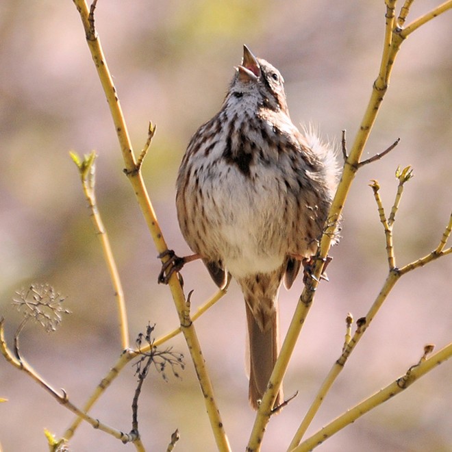 Song Sparrow at the Lewiston Wildlife Habitat Area. Photo by Stan Gibbons of Lewiston on 4/3/2012.
