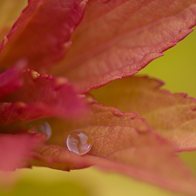 Spirea shrub with raindrops, Lewiston, Idaho, 5-1-22,