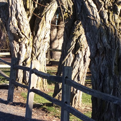 Another shot of trees on Carmichael Street taken on Jan 22 by Chris Dopke.
    I was drawn by the shadows in the bark and also love the idea that the fence could have
    come from the trees it guards.