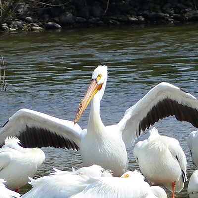 White Pelican showing off in Swallows Park, one of 100 or more in the group.