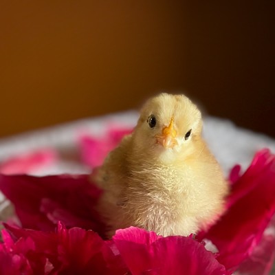 One week old Americana chick. Photo taken Saturday May 30th