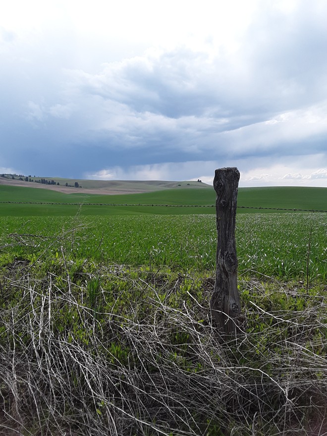 Spring landscape on the Palouse