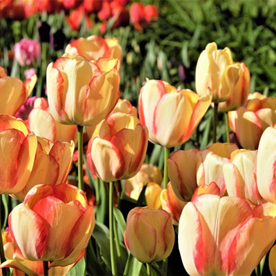 I spotted these beautiful tulips in a front yard in Clarkston. I was given permission to take some pictures by the very pleasant couple that the flowers belonged to and they shared the passion for photography. I wanted to share the beauty they can look at every day. Taken mid April of 2017 by Mary Hayward of Clarkston.