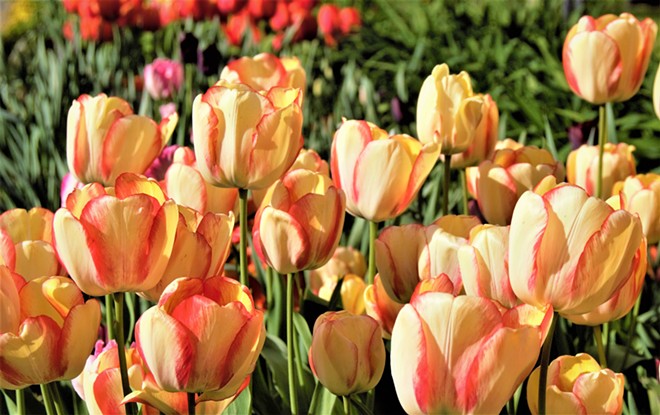 Spring Tulips in Clarkston