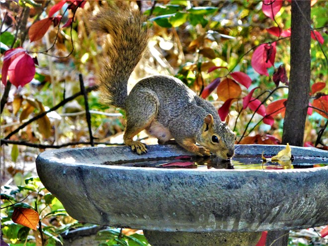 Squirrel at the bird bath.