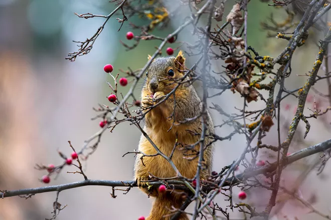 Squirrel, on Thanksgiving Day