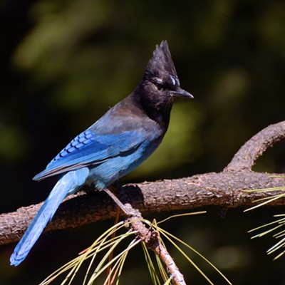 This Steller's Jay was patrolling the picnic area of Field's Spring State Park when it stopped for a photo. Image by Stan Gibbons of Lewiston on 4/17/2016.