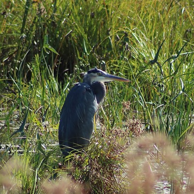 Blue Heron in a small slough off of Coeur d' alene Lake near the Trail of the Coeur d' alenes in June of 2022.
