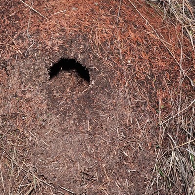 Found this large ant hill on a old homestead Northeast of Plummer, 3/13/21. it was about 3 ft. high and and close to the same in diameter and active.
Photo by Jerry Cunnington